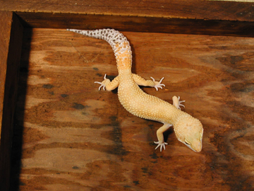 baldie super hypo tangerine