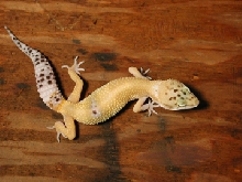hypo tang female