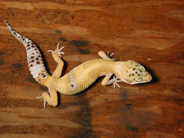 hypo tang female
