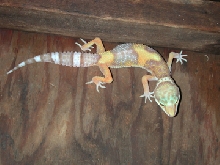 Rainwater albino female 2