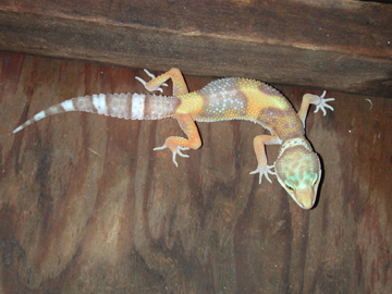 Rainwater albino female 2