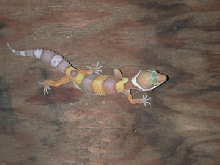 Rainwater albino 2