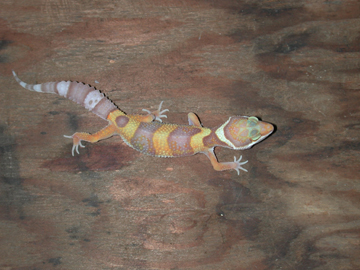 Rainwater albino 2