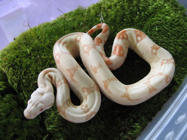 albino boa #1 (1 of 2)