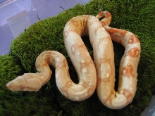 albino boa #1 (2 of 2)