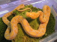 Albino Retic #1