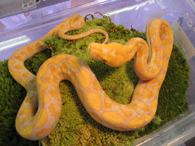 Albino Retic #1