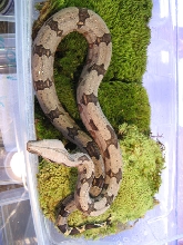 bolivian short tail MALE