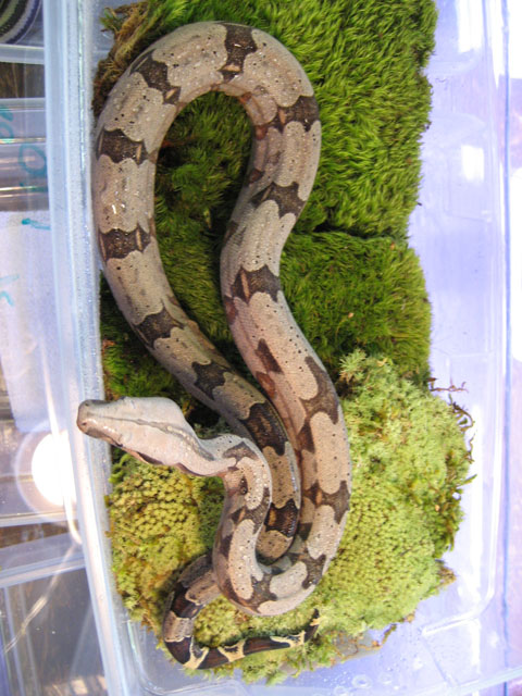 bolivian short tail MALE