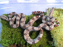 Columbians (2 snakes)