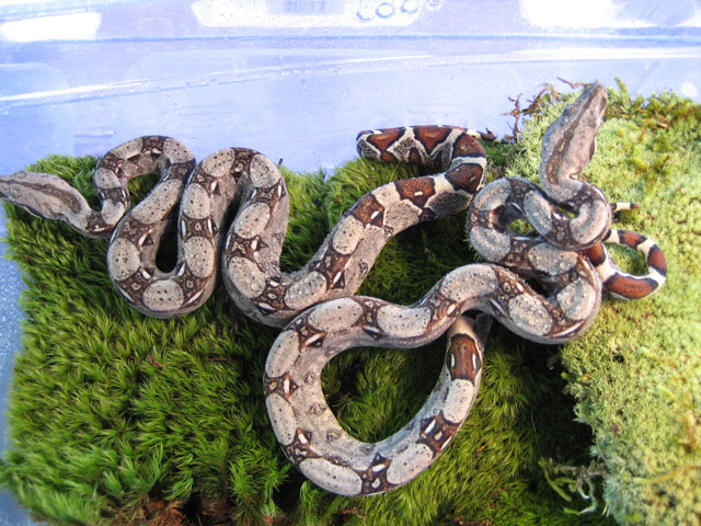 Columbians (2 snakes)
