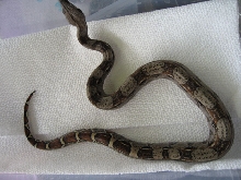 Het Albino #1