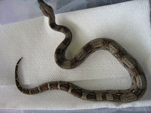 Het Albino #1