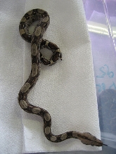 Het Albino #2