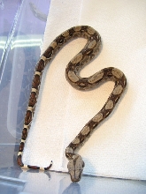Het Albino #3