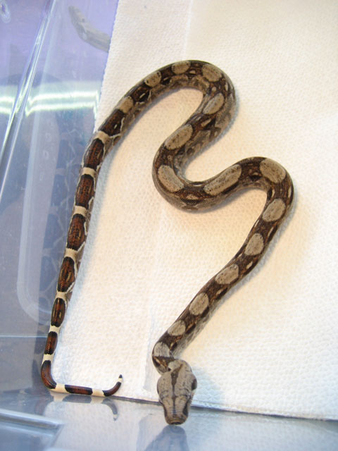 Het Albino #3