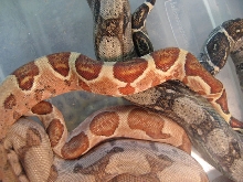 Hypo Batch (2 of 4)