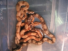 Hypo Batch (1 of 4)