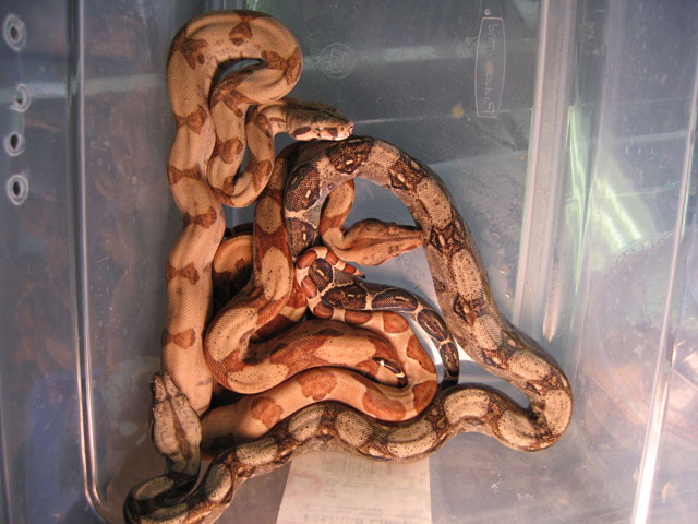 Hypo Batch (1 of 4)