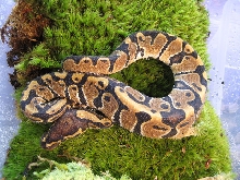 Jungle Ball Python #1