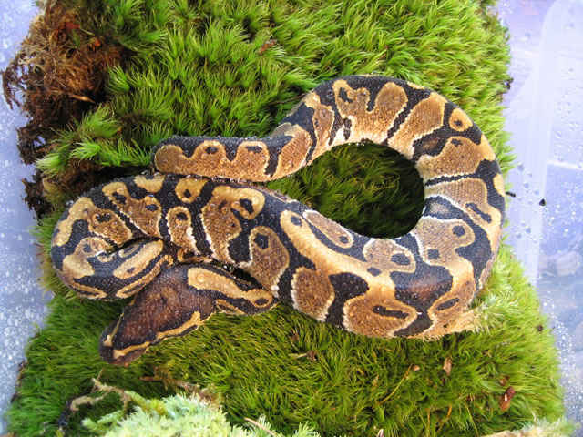 Jungle Ball Python #1