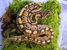 Jungle Ball Python #2