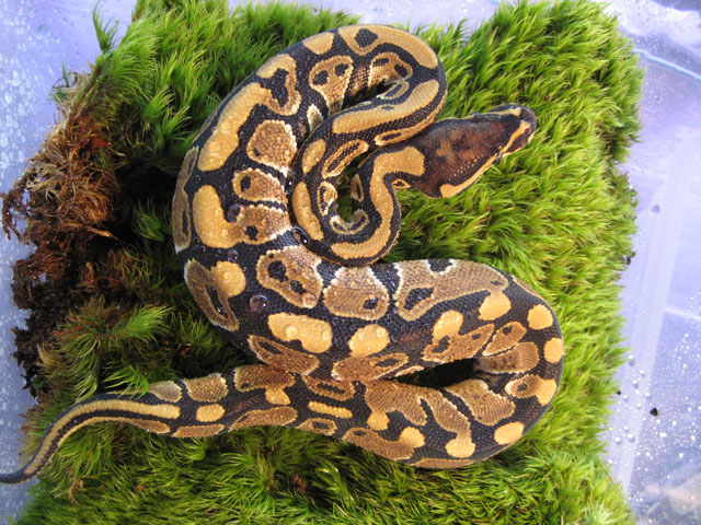 Jungle Ball Python #2