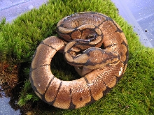 Spider Ball Python #1
