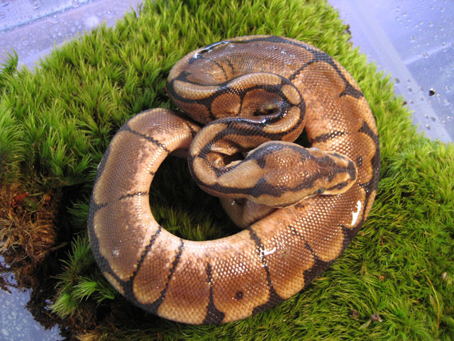 Spider Ball Python #1