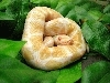 albino ball python 2