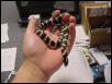 California Kingsnake in hand