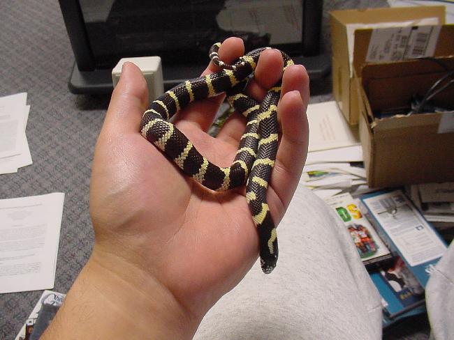 California Kingsnake in hand