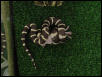 California King Constricting
