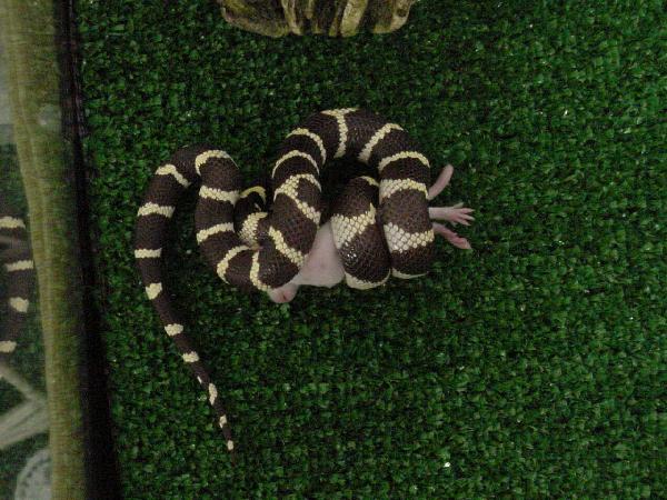 California King Constricting