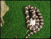 California King Eating