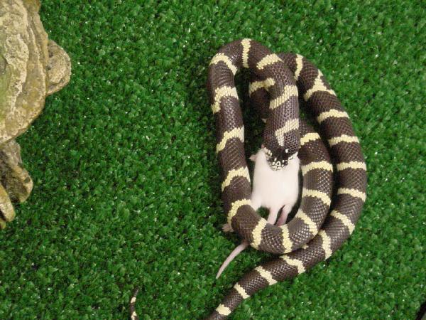 California King Eating