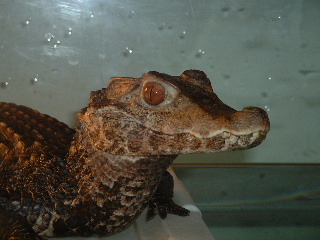 palp 3