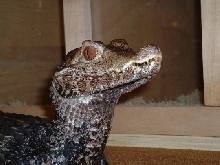 palp2