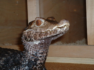palp2