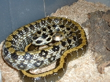 taeniura2