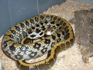 taeniura2