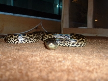 my male yellow anaconda