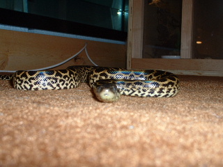 my male yellow anaconda