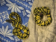 07 lemon pastel females
