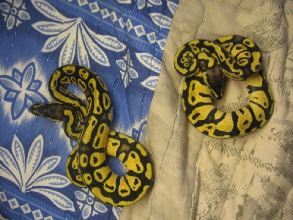 07 lemon pastel females