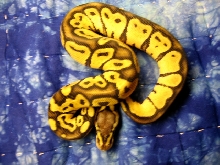 graziani male pastel