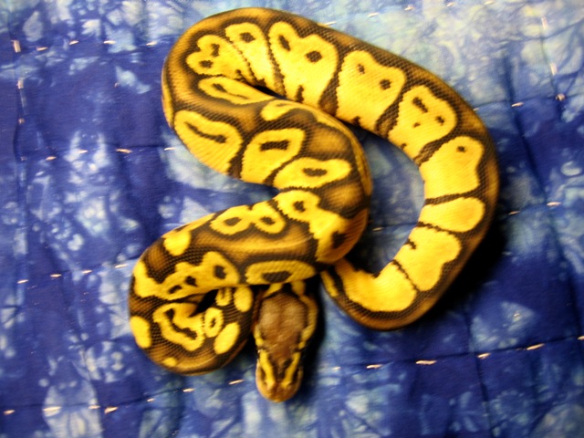 graziani male pastel