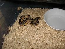 graziani pastel male in his tub