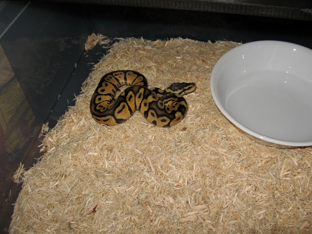 graziani pastel male in his tub