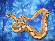 reduced pattern spider male